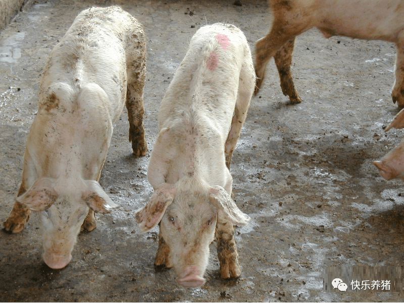 猪场头疼的一种病,副猪嗜血杆菌病的防治!