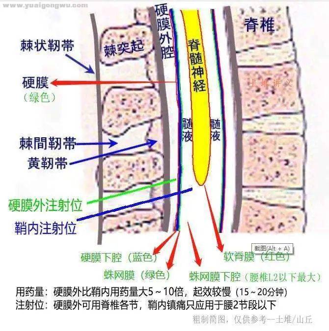 脊髓的三层被膜图解图片