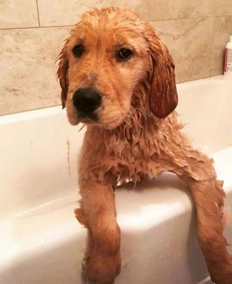 金毛狗狗出浴图每只狗子眼睛里都写满了不情愿