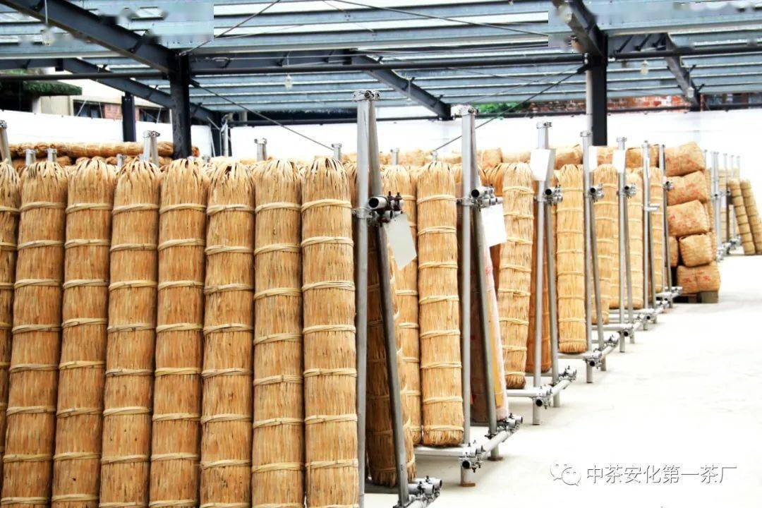 03竹篾蓼叶保茶香千两茶的加工工艺在所有食品中具有独一无二的奇特性