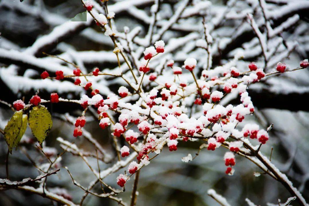 今天固原的雪不想刷爆朋友圈,只想刷進你心裡_王平花