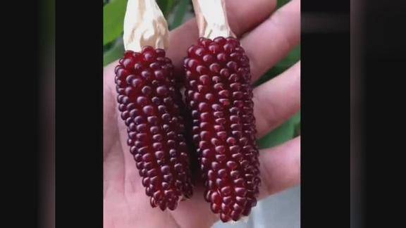 这种超小的红玉米真是可爱到没朋友