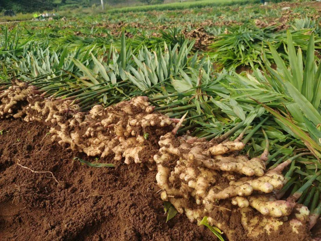 六枝木岗小黄姜出国记一口气订购18吨