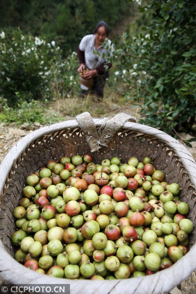 重庆黔江金秋油茶果飘香
