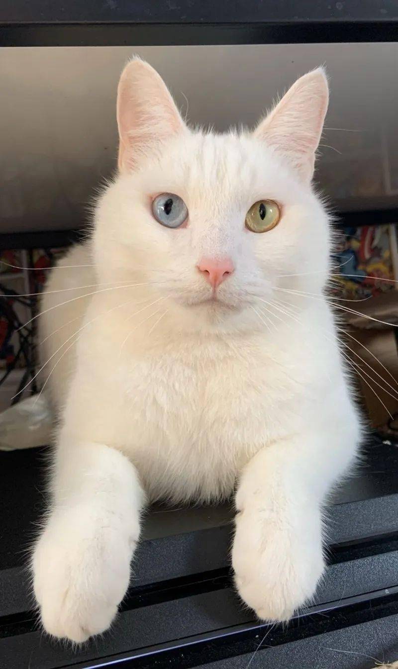 雪白的漂亮猫咪们,爱了爱了