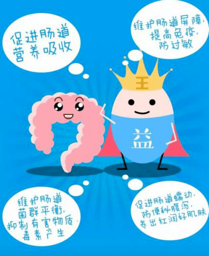 益生菌进入人体肠道内,通过其生长及各种代谢作用促进肠内菌群的正常