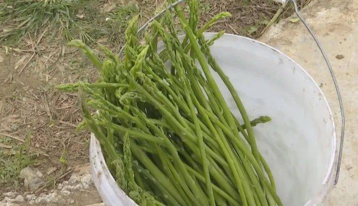 清明河乡沿河村芦笋产业带动近百人就业致富