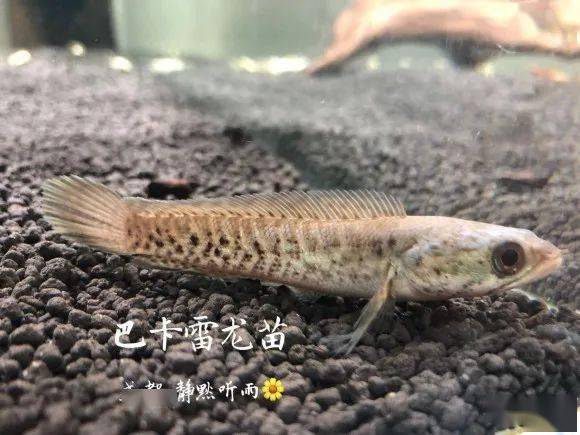 科普贴辨识各种雷龙鱼的苗子