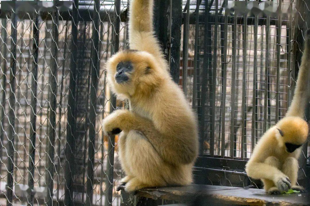 神奇动物在中国第二季第1讲猿啼