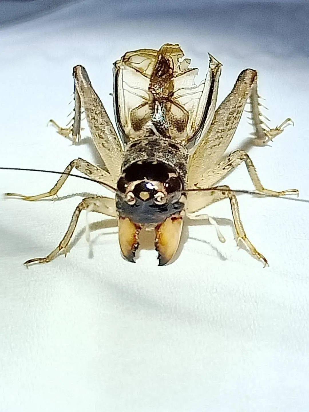 虫名:左搭脆衣银牙青虫主:天津李阳产地:宁津体重