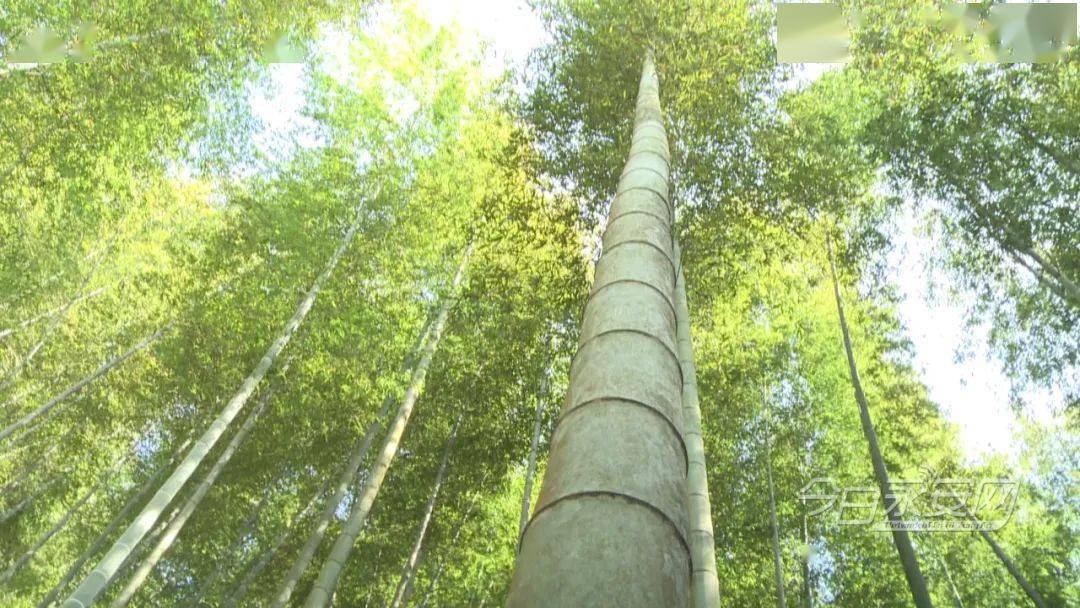 永安新晋毛竹王诞生在上坪乡!