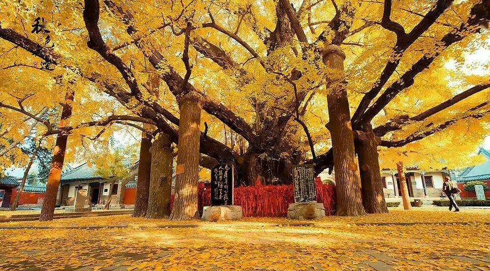 山东莒县浮来古银杏最有故事的银杏