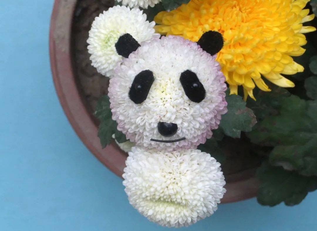 快来瞧,菊花也有表情包啦!