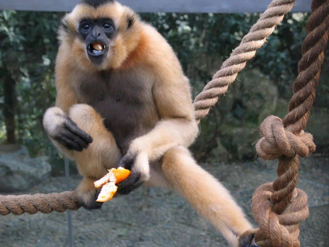 神奇动物在中国第二季第1讲猿啼