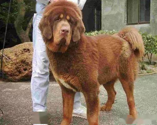 5,如意天泽的外表不属于凶悍的藏獒脸型,但气势不输其他同类,贡献卓越