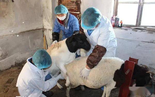 规模化养羊场提高繁殖率的方法_母羊