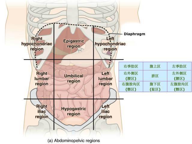 下腹部器官分布图图片