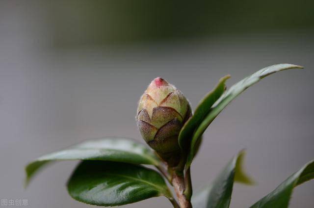 茶花掉叶子花苞也别留摘光容易枝繁叶茂