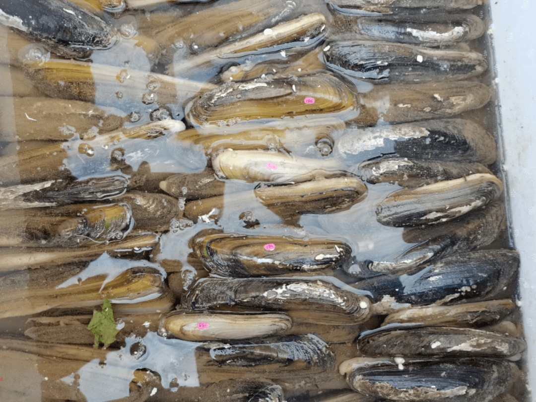 像一座小房子两片坚硬的蚌壳合闭时鲜子形似鸭嘴它的学名叫"橄榄蛏蚌"