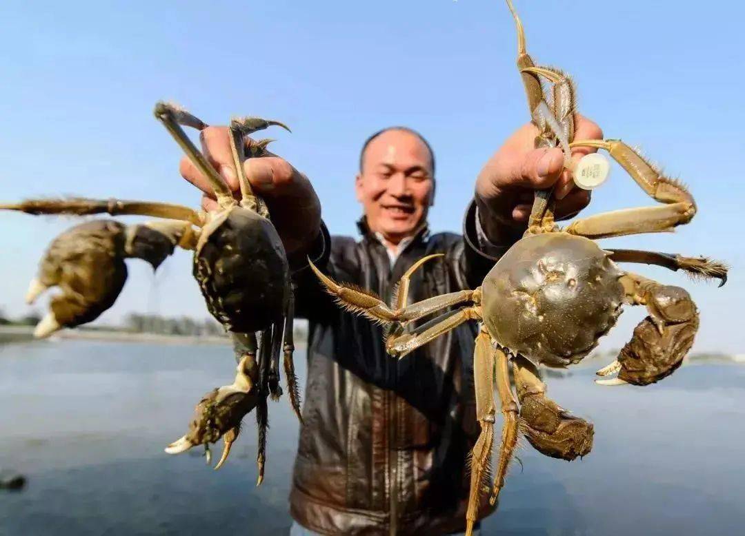 膏 红 秋蟹肥美正当时 簖蟹村的溱湖簖蟹膘肥体壮 东罗村的兴化大闸蟹