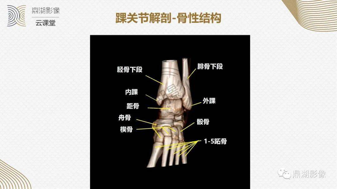儿童踝关节解剖图片
