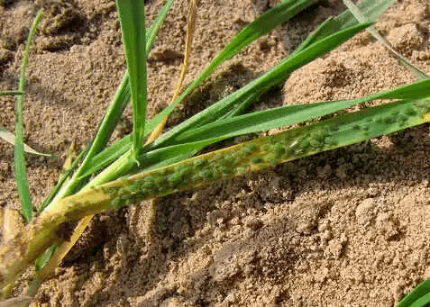 史上最全小麦病虫害高清图谱,千万别错过了,请妥妥地收藏!