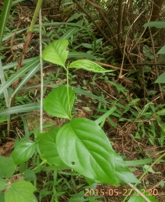 小心广西已有多人丧命这种植物玉林很常见含剧毒
