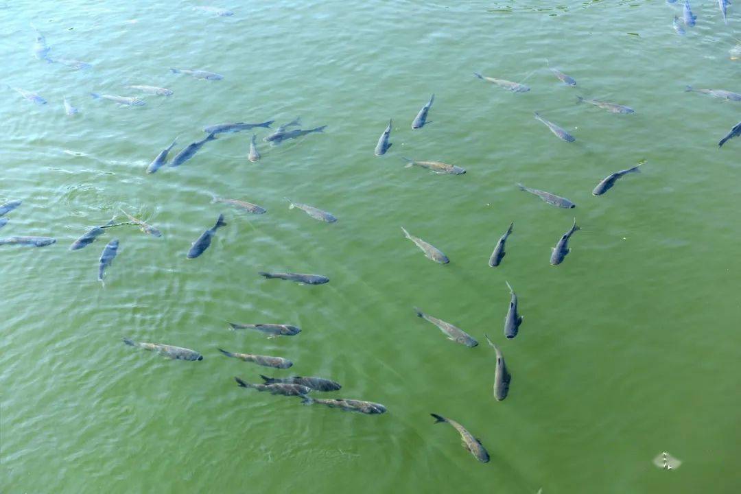 康洁0375水产养殖池塘中任何生物没有绝对的好也没有绝对的坏平衡