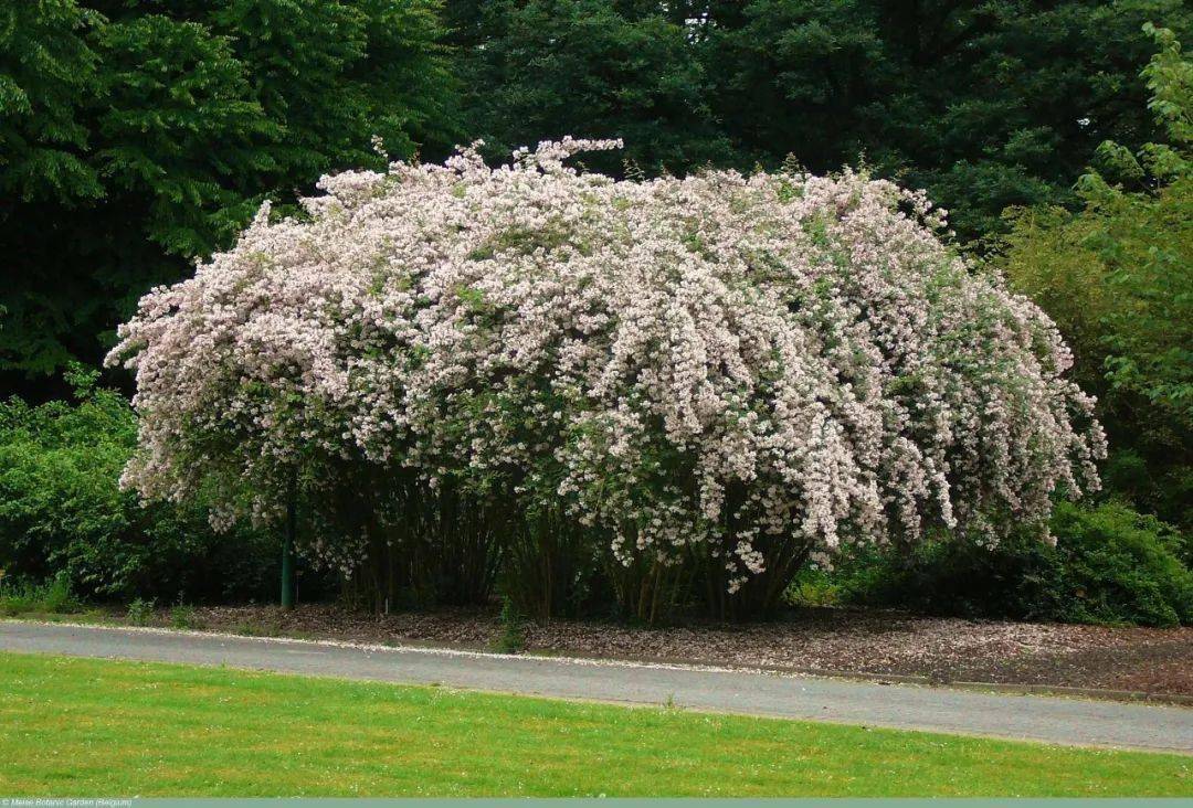 每日植物猬实kolkwitziaamabilis