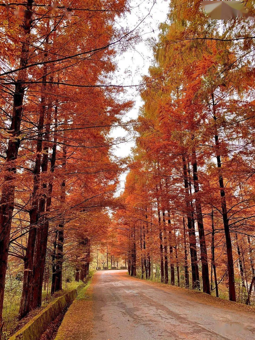 橙黄绯红的深秋——西乡镇巴间的红石梁