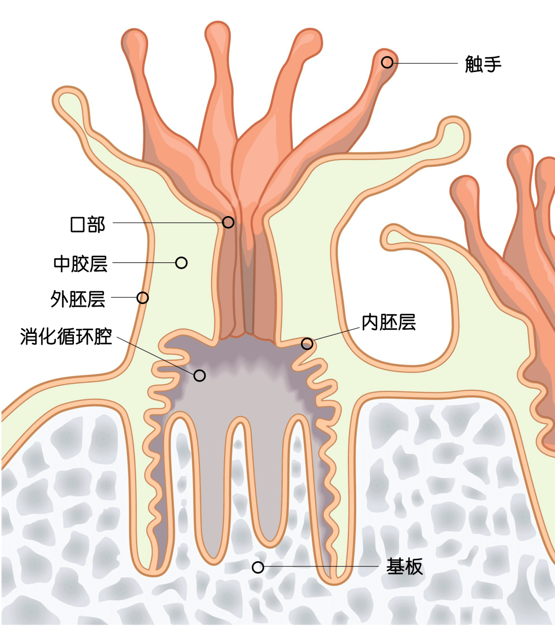 海洋科普708珊瑚馆丨珊瑚本是虫