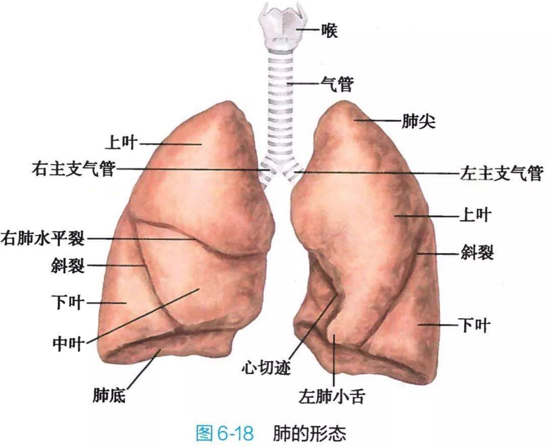 呼吸系统剖面图及名称图片