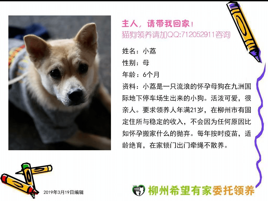 叮咚我们来啦线上宠物领养日20201031