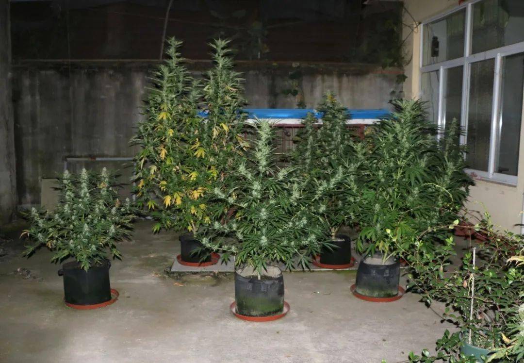 成功捣毁大麻种植窝点两处,收缴毒品大麻烟380克,大麻原植物15株,以及