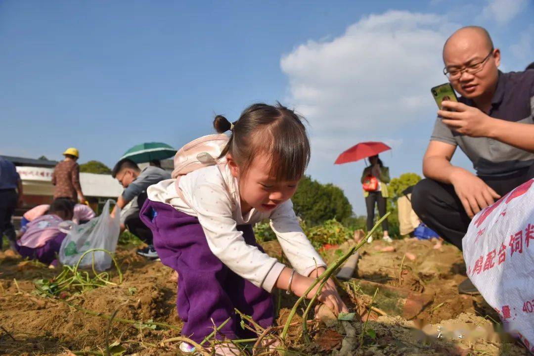 文初教育体验农趣收获喜悦文清实验幼儿园小班中班挖红薯亲子活动