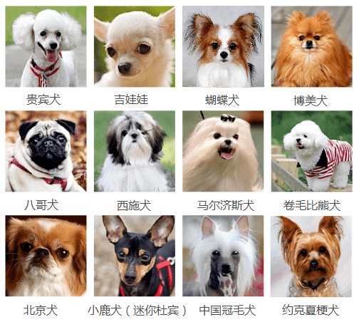 图片识别狗狗品种图片