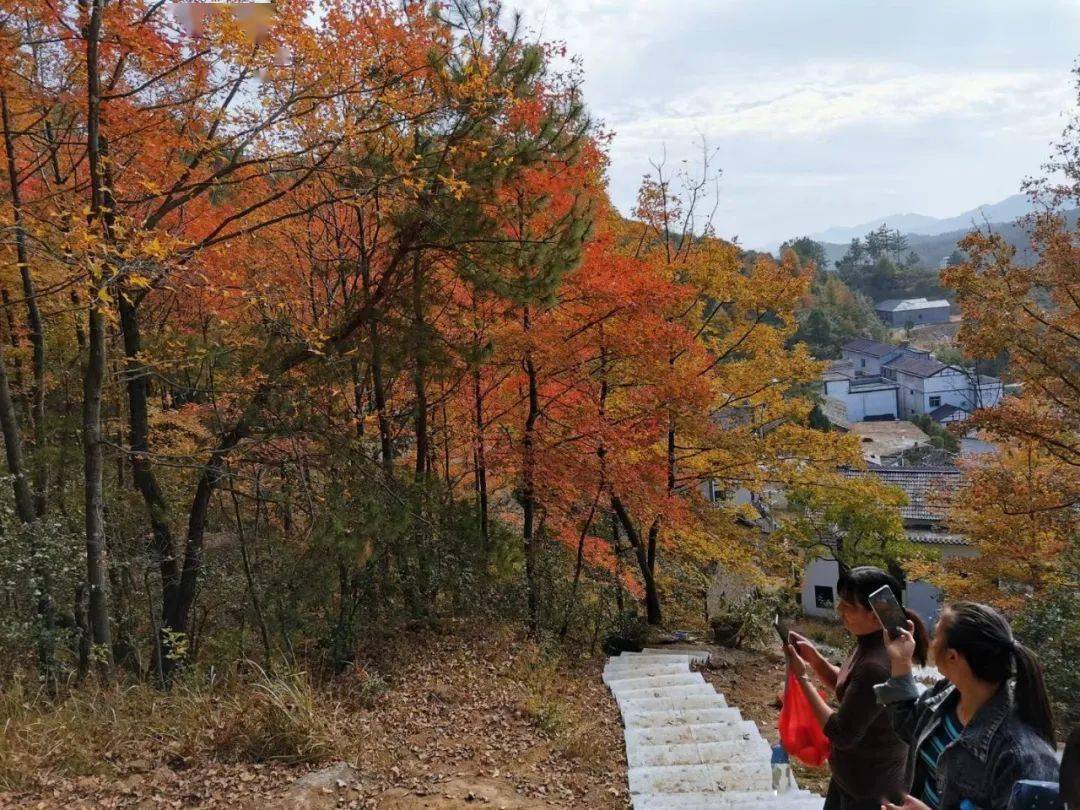 決戰決勝脫貧攻堅木子店鎮嚮明河村紅葉舞秋山舞出致富的希望