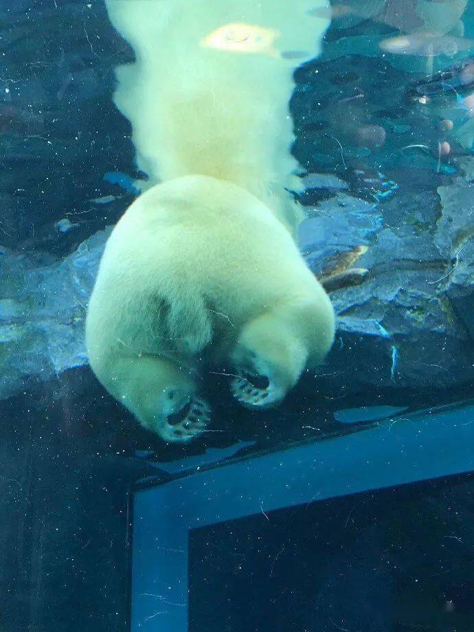 北极熊玩累了直接找块水面漂着放空这画风神似肥宅啊