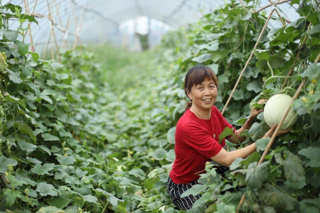 創辦了靈芝專業合作社,管城村村民許小蘭是遠近聞名的巾幗創業先鋒