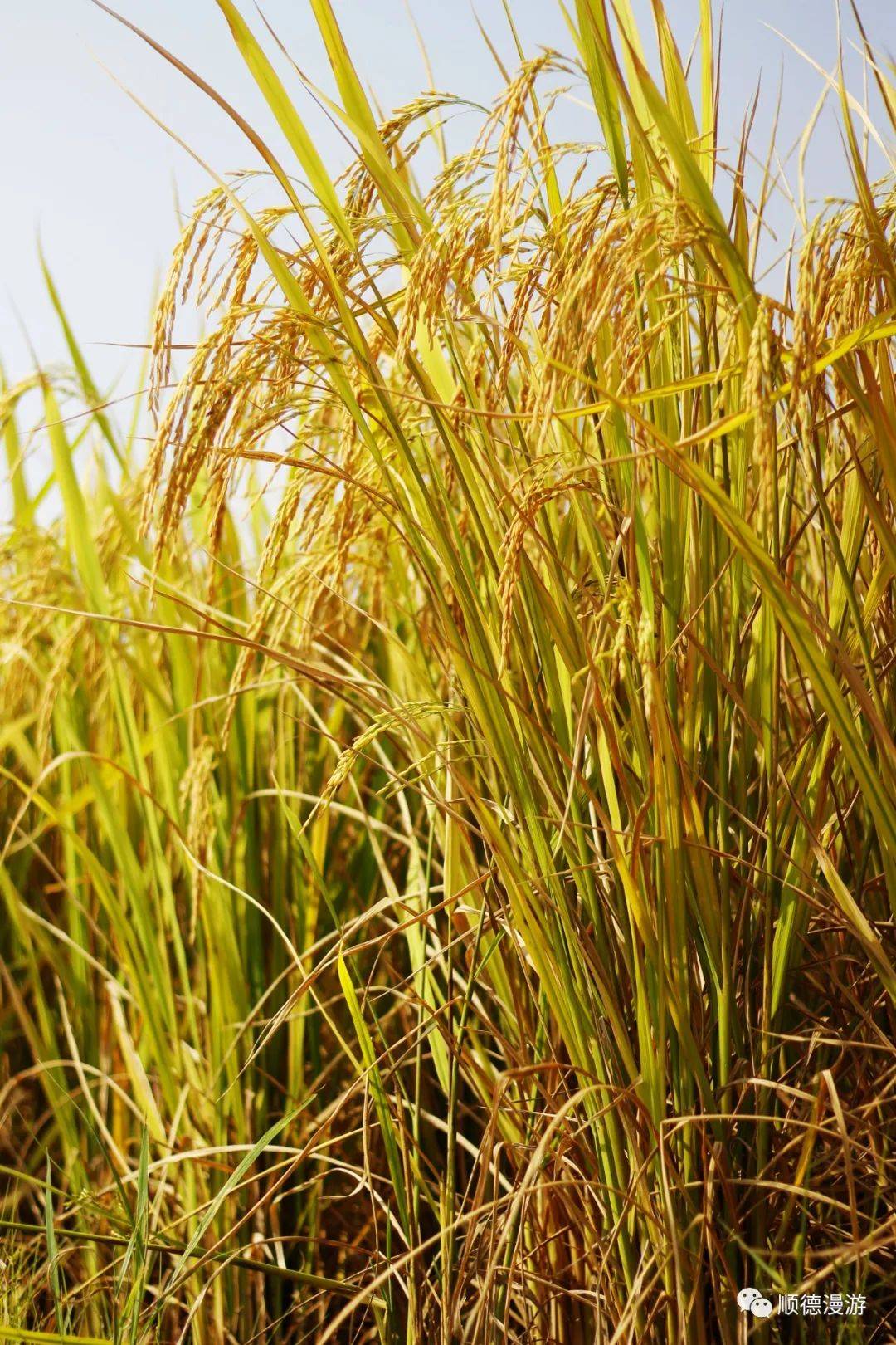 稻熟穗黄谷丰登