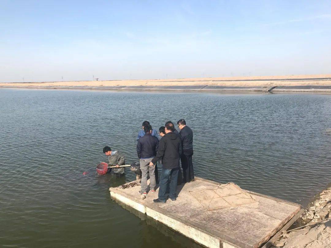 扇贝"渤海红"池塘底播养殖试验通过现场验收