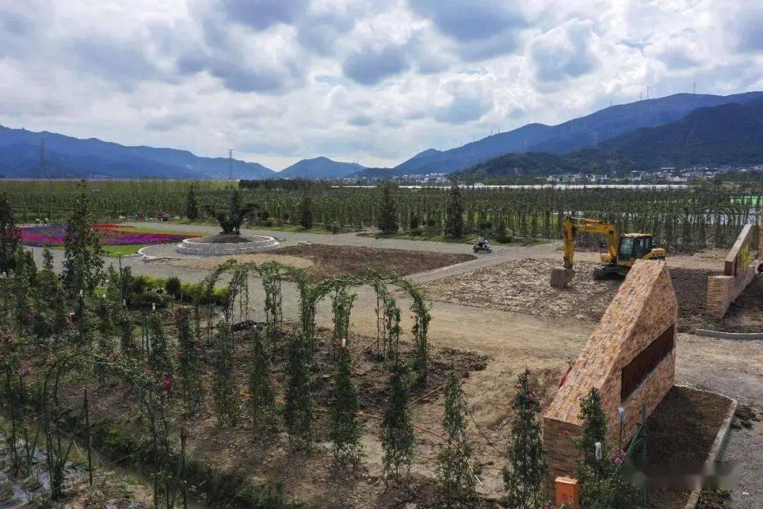 就在这里15000株舟山海上玫瑰园要来了
