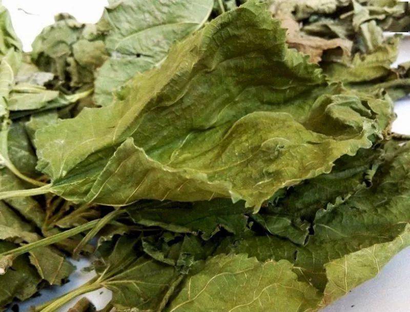 农历中国 | 九月十七 · 霜桑叶_时节