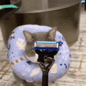 历史回顾网红猫咪土豆表情包八