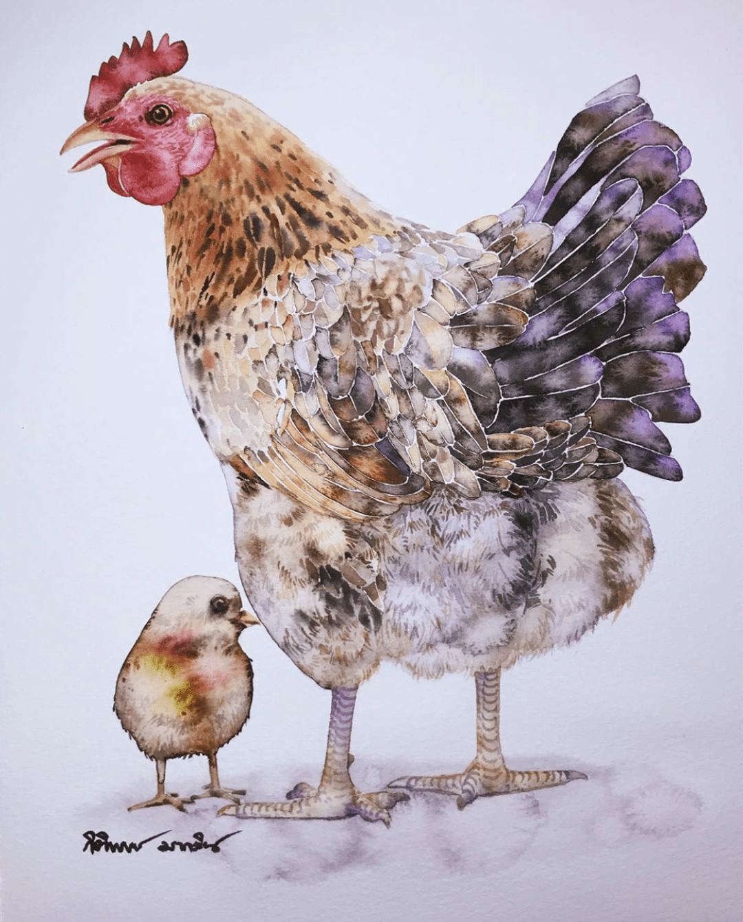 泰国水彩画家kitipongti作品欣赏家禽