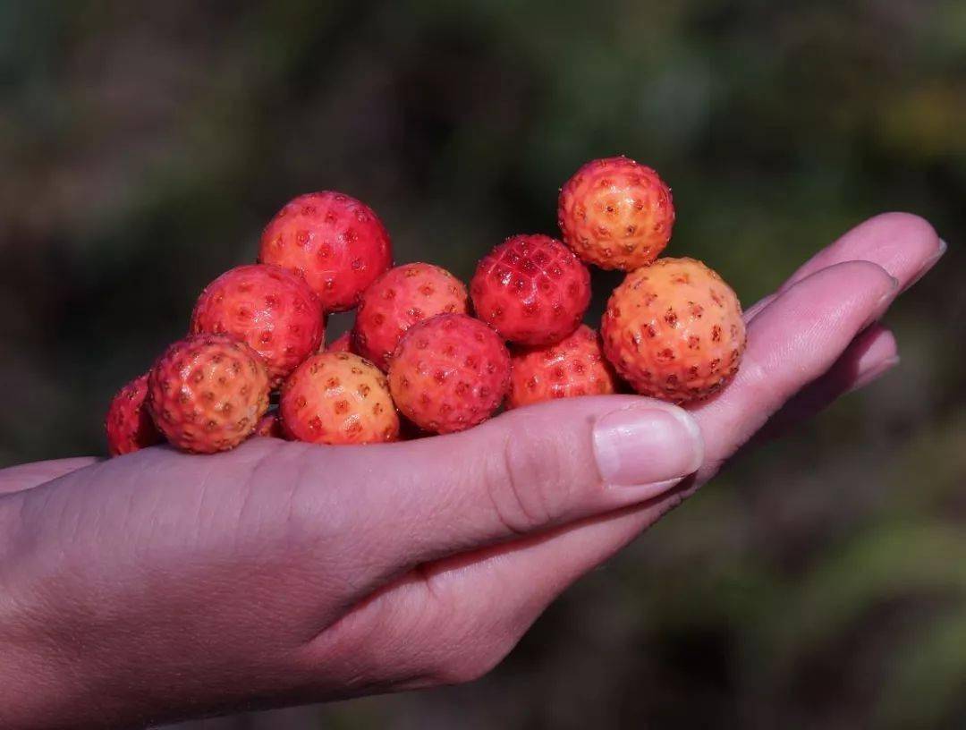 藏在罗平大山里的质朴美味,好多人都吃过,你呢?_嗉子