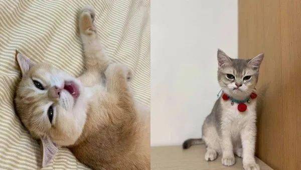 2宝可爱的模样相当讨人喜欢.猫:想上床?门都没有!