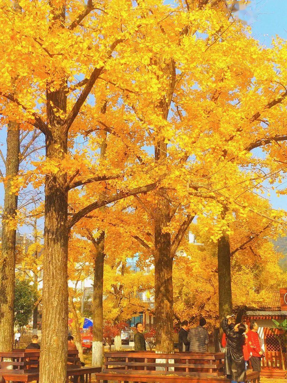 这8个最佳银杏观赏地藏着中国最美的深秋