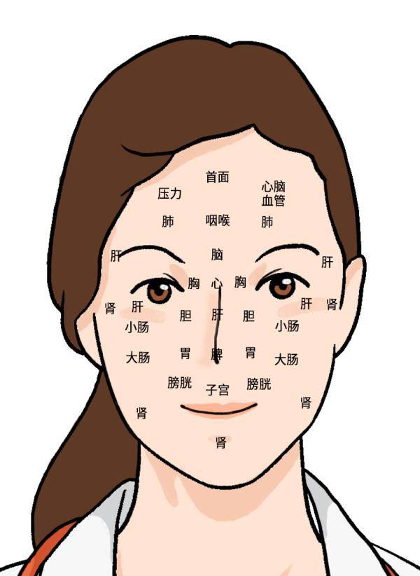 中医脸部五脏图图片