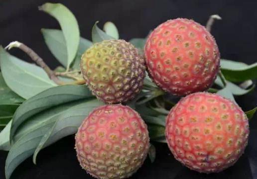 在丘北大山里有一种美味叫鸡嗉子